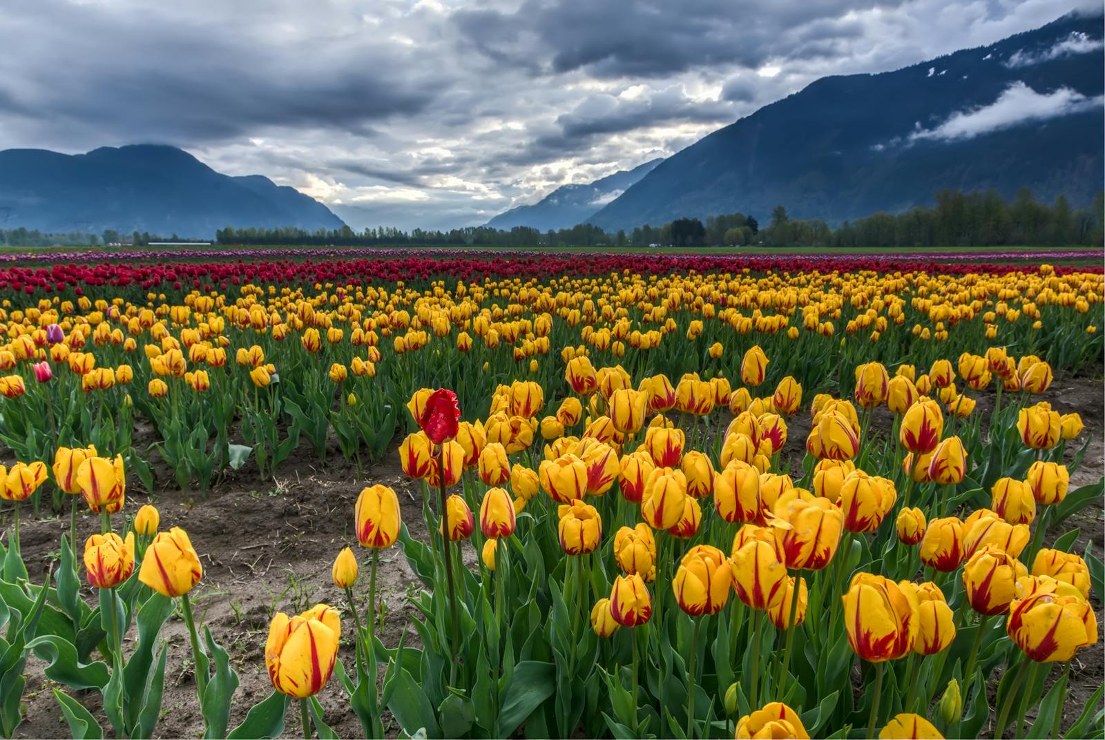 Tulpen en Bloemzaden: Creëer een Kleurrijk Paradijs in je Tuin