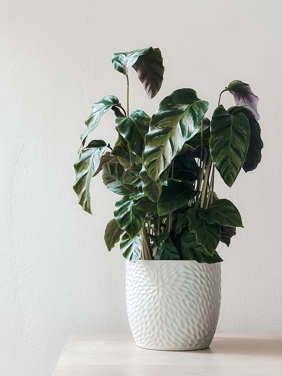 houseplant, potted plant, decor, nature, foliage, plant, houseplant, houseplant, houseplant, potted plant, potted plant, potted plant, potted plant, plant, plant, plant, plant, plant