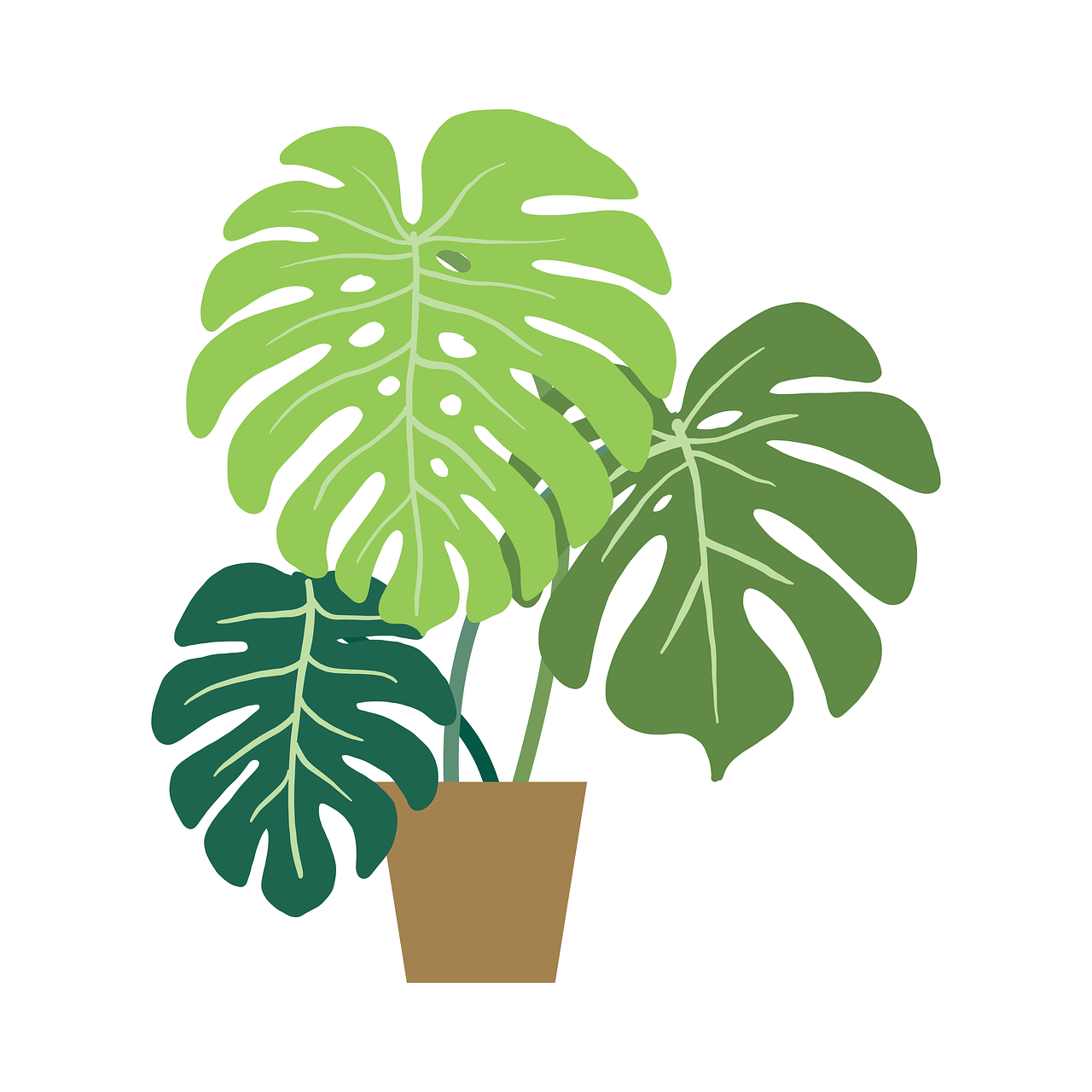 monstera, plant, leaves, potted plant, flora, spring, design, decor, monstera, nature, monstera, plant, plant, plant, plant, plant